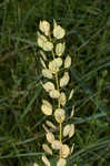 Field pennycress